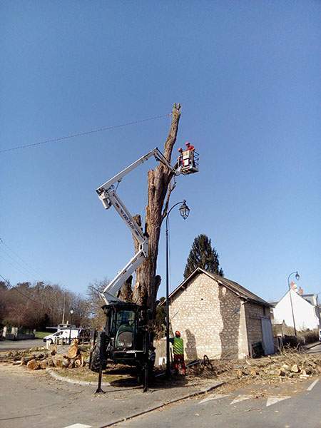 Abattage Maine-et-Loire