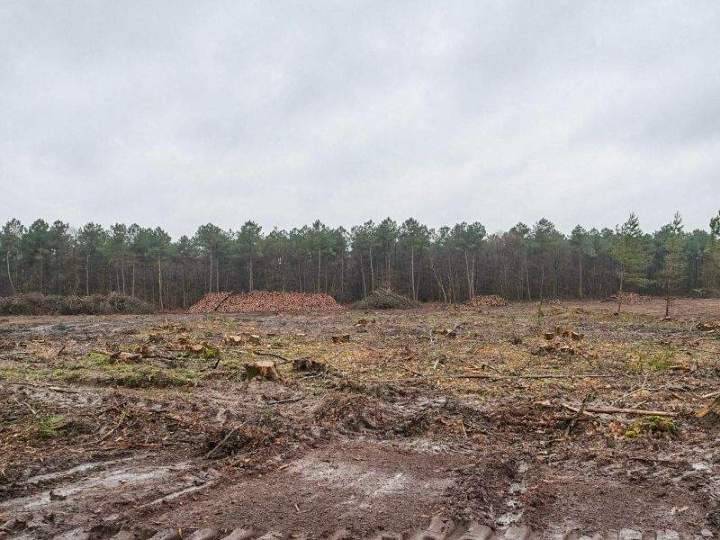 Abattage d’arbres Maine-et-Loire