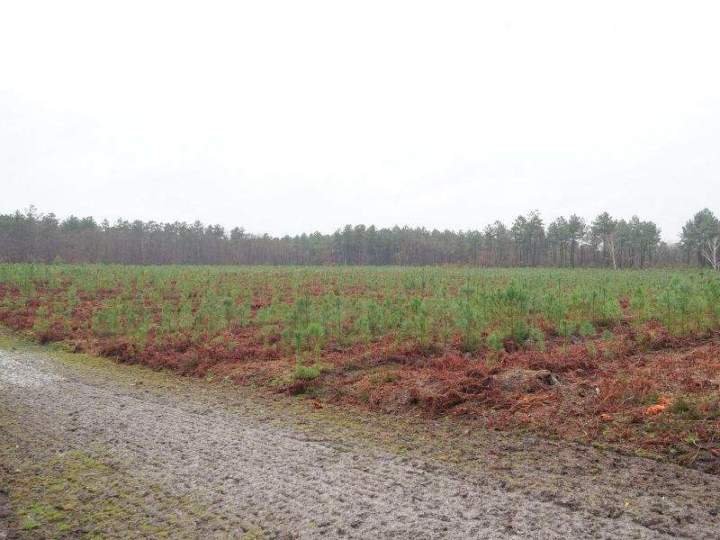 Plantations forestières Maine-et-Loire