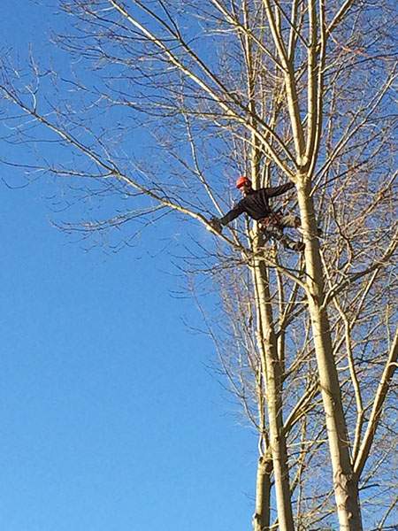 Élagage Maine-et-Loire