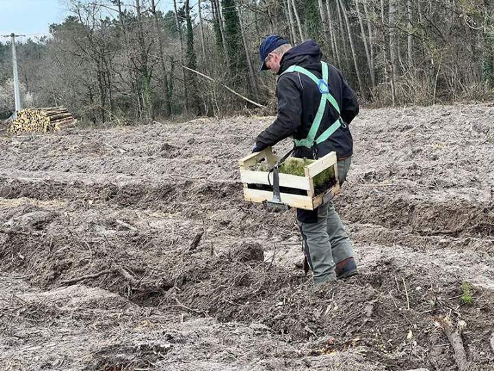 Plantations forestières Maine-et-Loire