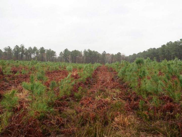 Travaux de reboisement Maine-et-Loire