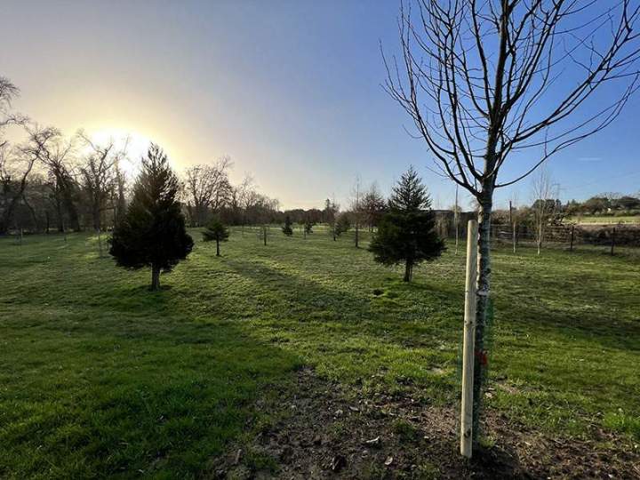 Travaux de reboisement Maine-et-Loire