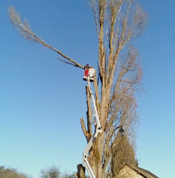 Élagage d’arbres Maine-et-Loire