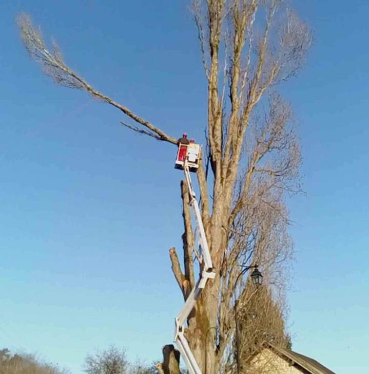 Élagage Maine-et-Loire