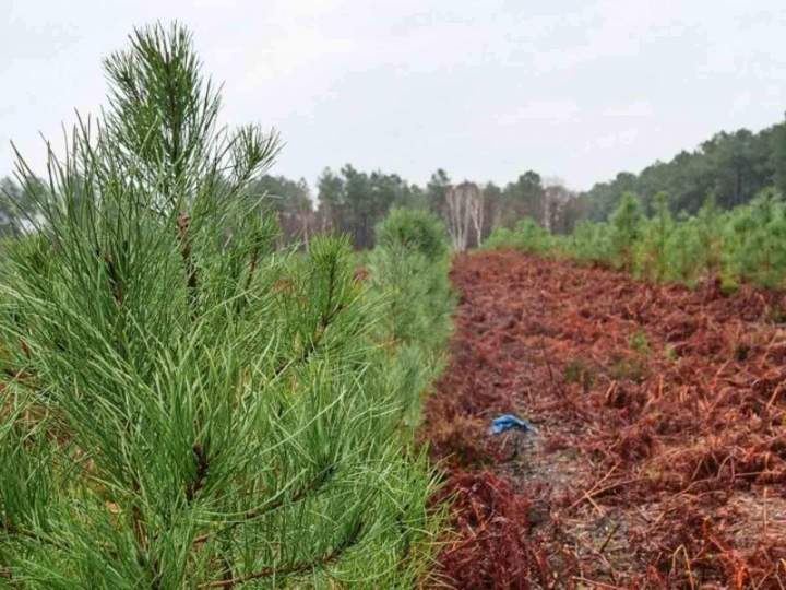 Reboisement Maine-et-Loire