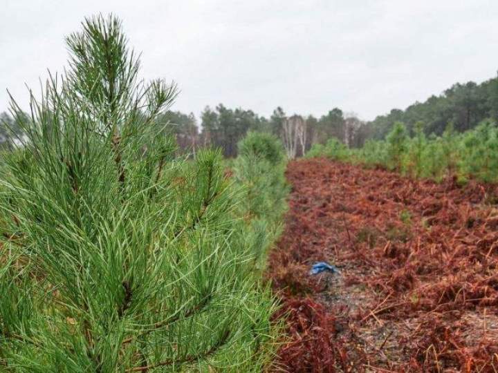 Travaux de reboisement Maine-et-Loire