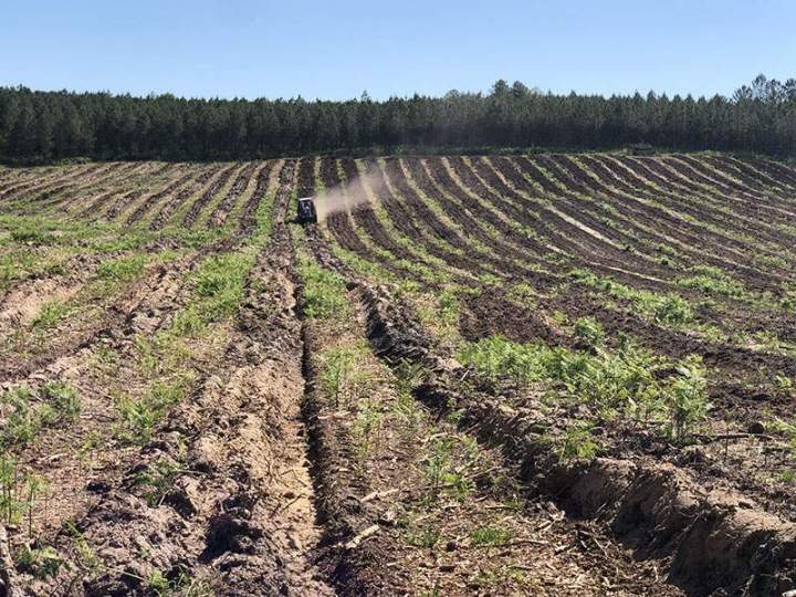 Travaux de reboisement Maine-et-Loire