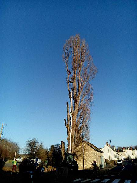 Élagage d’arbres Maine-et-Loire