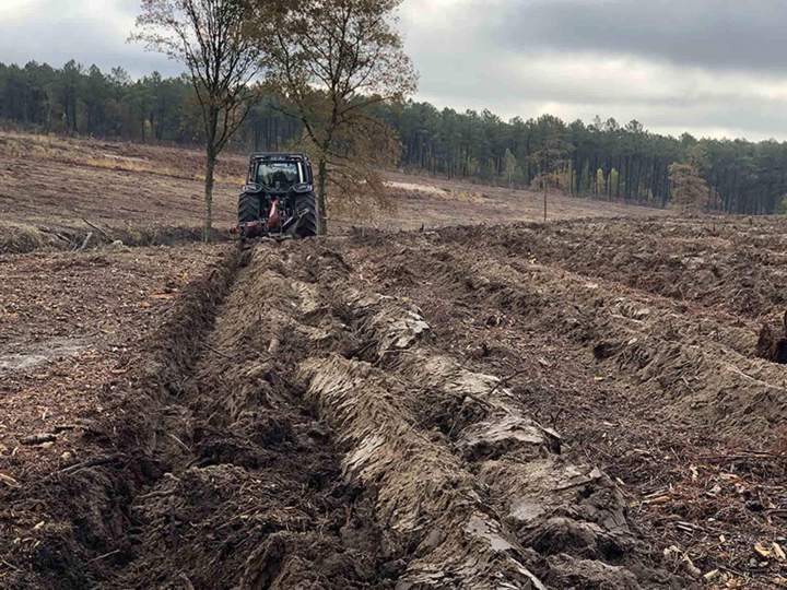 Plantations forestières Maine-et-Loire