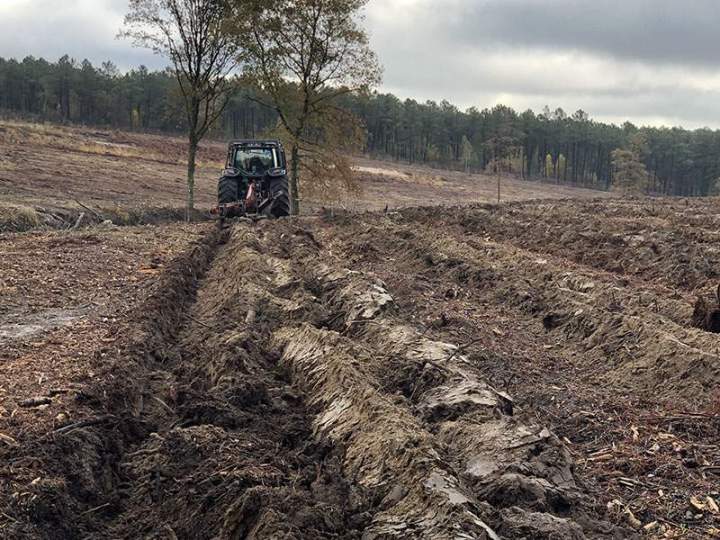Travaux de reboisement Maine-et-Loire