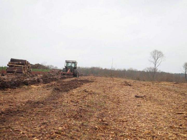 Abattage Maine-et-Loire
