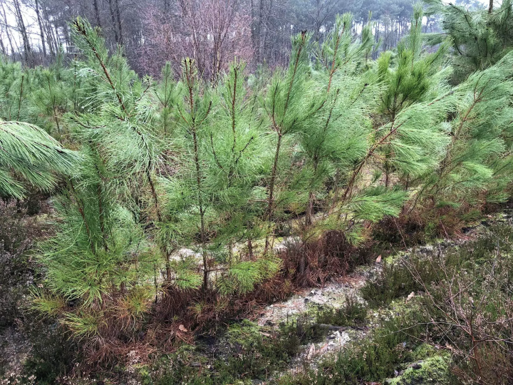 Nous améliorons vos espaces boisés pour préserver la biodiversité.