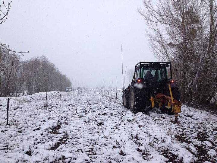 Plantations forestières Maine-et-Loire