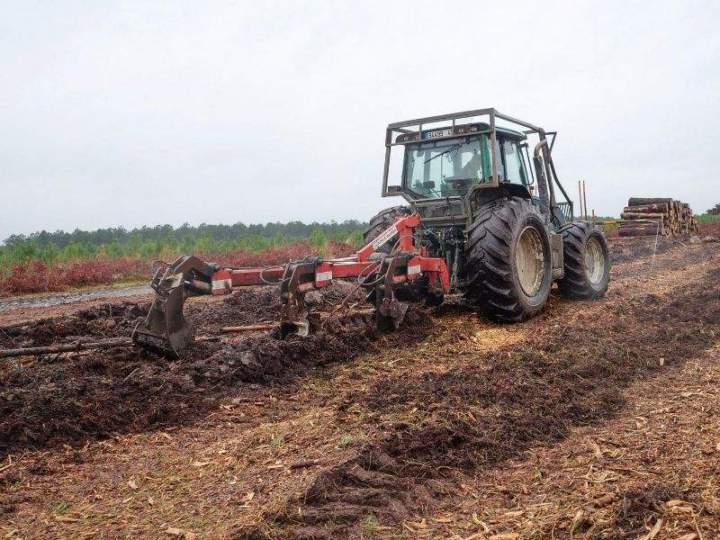 Plantations forestières Maine-et-Loire