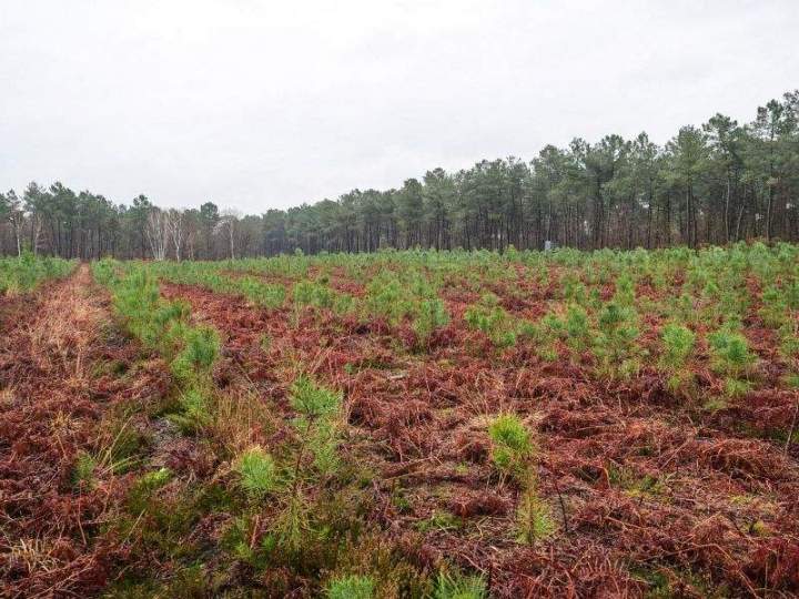 Travaux de reboisement Maine-et-Loire