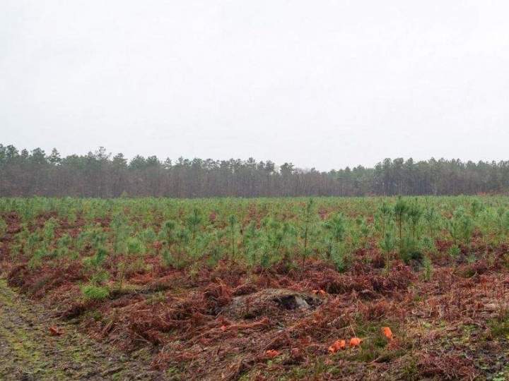 Travaux de reboisement Maine-et-Loire
