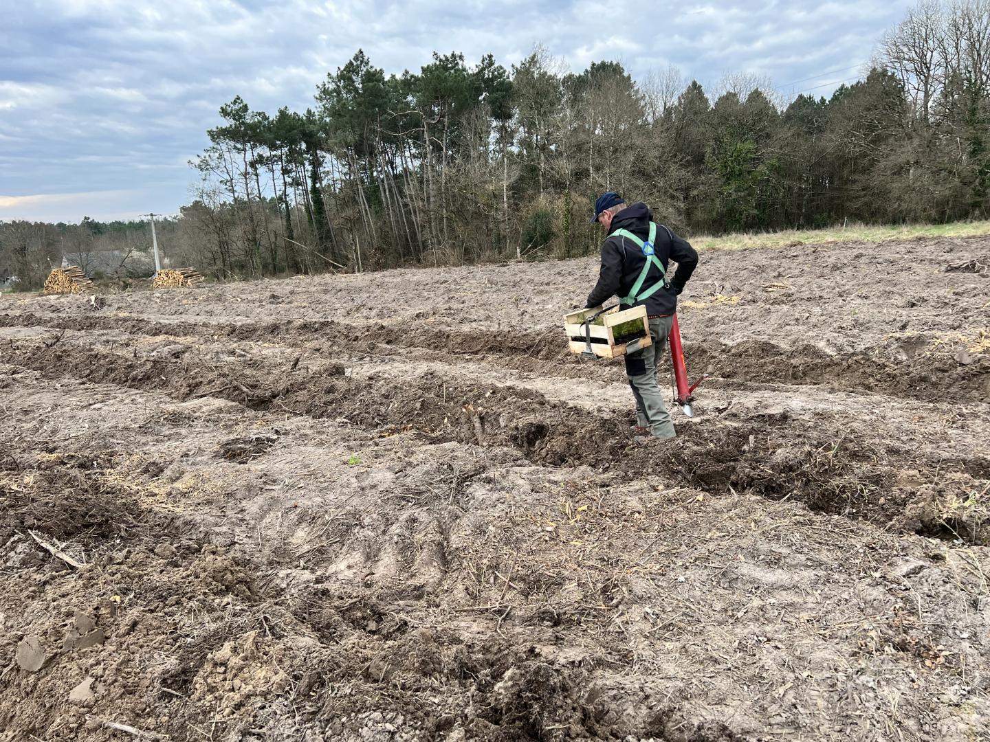 Travaux de reboisement Tours