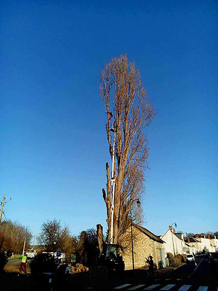 Abattage d’arbres Maine-et-Loire