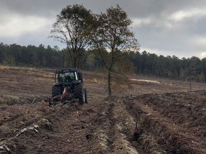 Plantations forestières Maine-et-Loire
