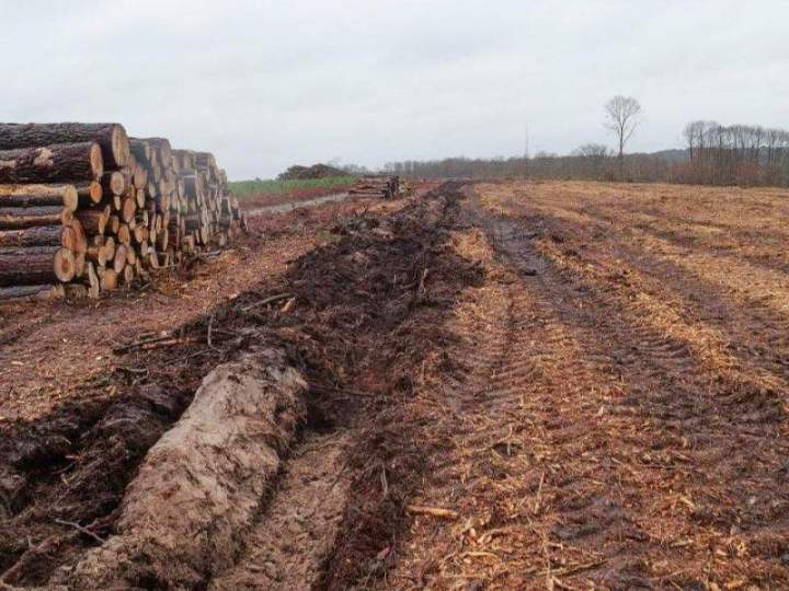 Abattage d’arbres Maine-et-Loire