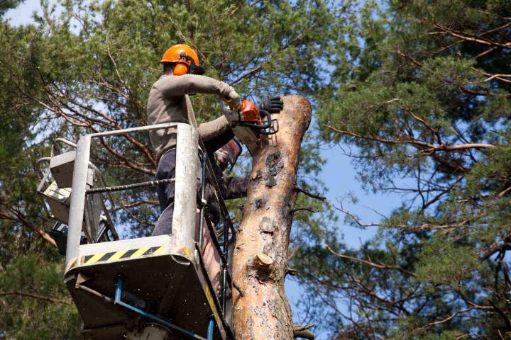 Travaux d'élagage d'arbre Maine-et-Loire
